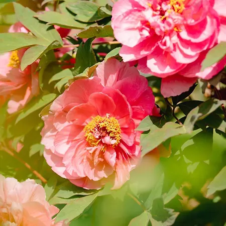 Apartamento Schilcherlandleben - Langegg Greisdorf