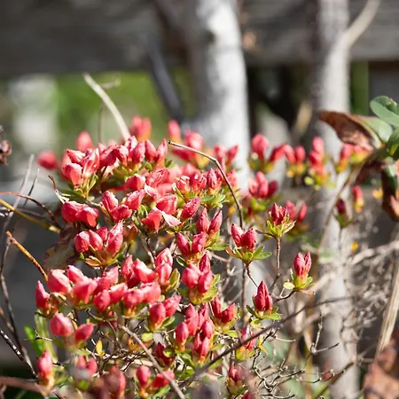 Apartamento Schilcherlandleben - Langegg Greisdorf