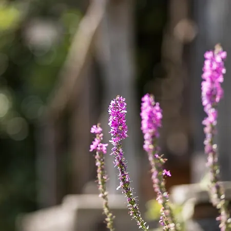 Schilcherlandleben - Langegg דירה *