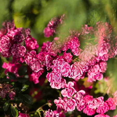 Schilcherlandleben - Langegg דירה Greisdorf