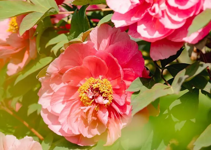 Apartment Schilcherlandleben - Langegg Greisdorf