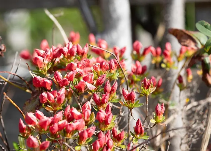 Apartment Schilcherlandleben - Langegg Greisdorf