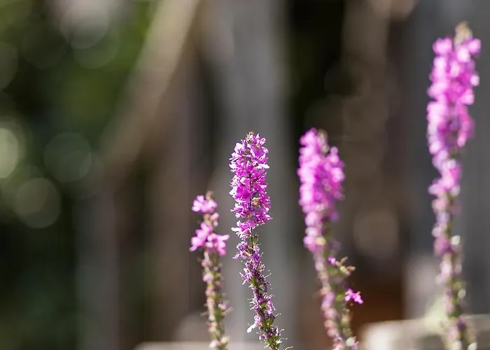 Schilcherlandleben - Langegg Apartment *