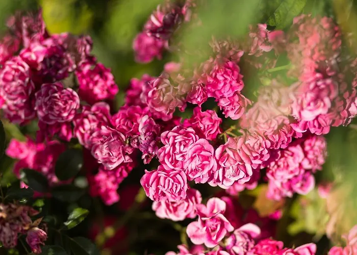 Schilcherlandleben - Langegg Apartment Greisdorf